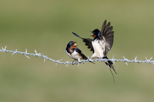 Bild: Rauchschwalben