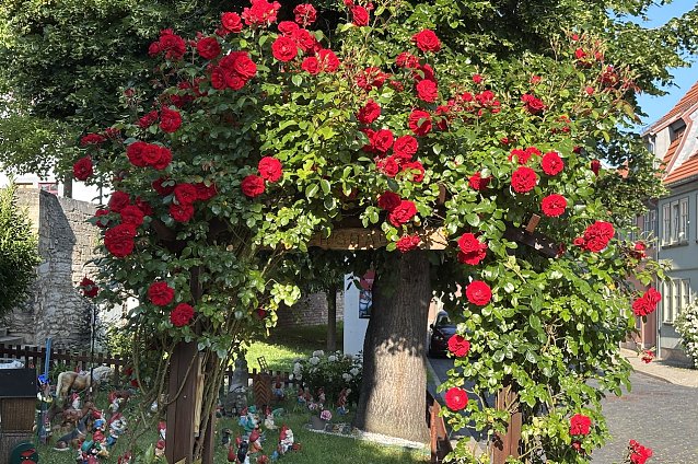 Bild: In der Rosenstadt Bad Langensalza