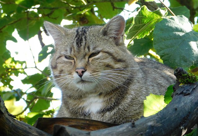Bild: Wildkater Waro aus dem Wildkatzendorf H&uuml;tscheroda