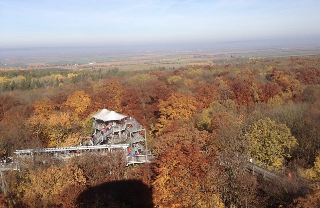 Bild: Baumkronenpfad im Hainich