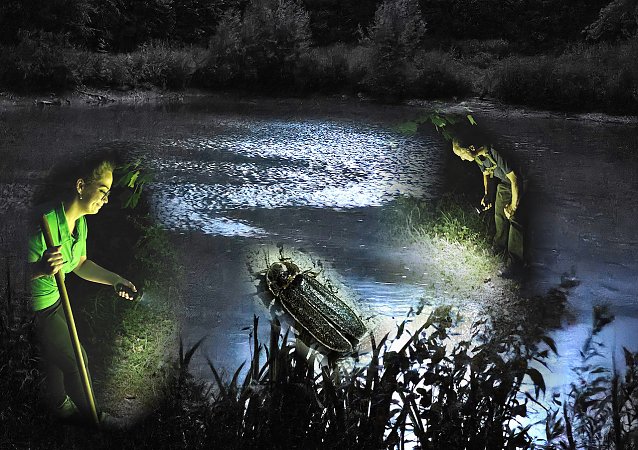 Bild: Nacht der Gl&uuml;hw&uuml;rmchen