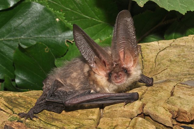 Bild: Fledermaus-Braunes Langohr