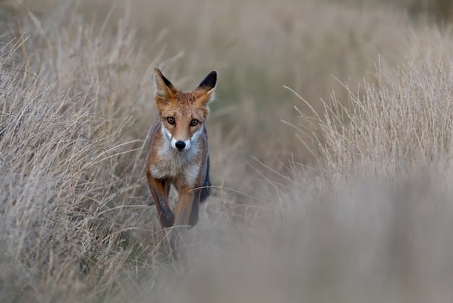 Bild: Fuchs am Abend