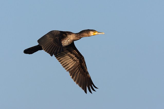 Bild: Kormoran