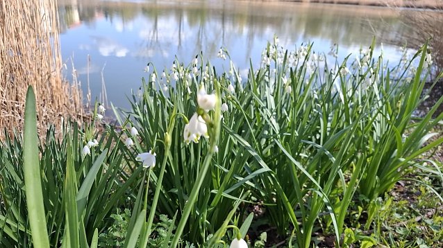 Bild: Sommer Knotenblume am Teich - Momentaufnahme - Foto 2