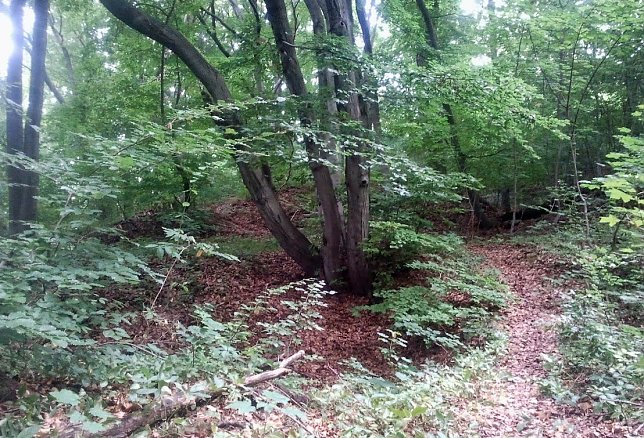 Bild: Wetter-Bild