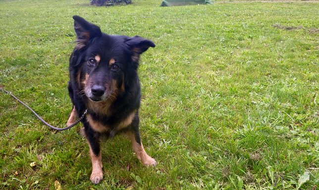Bild: Asta