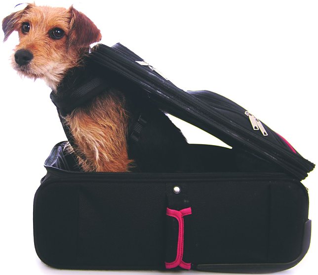 Bild: Auf den Hund gekommen