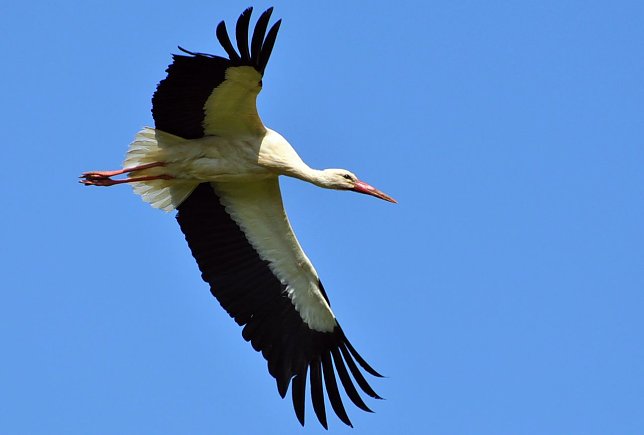 Bild: Wei&szlig;storch