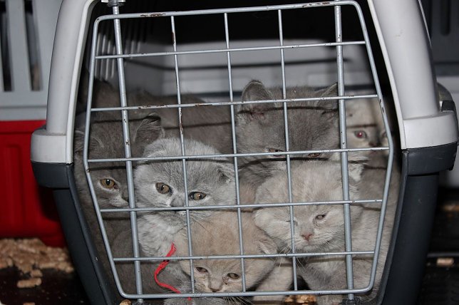 Bild: Die beschlagnahmten Katzenwelpen wurden von den Tiersch&uuml;tzern ins Tierheim Feucht gebracht.