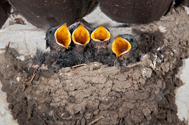 Bild: Rauchschwalbenk&uuml;ken im Nest