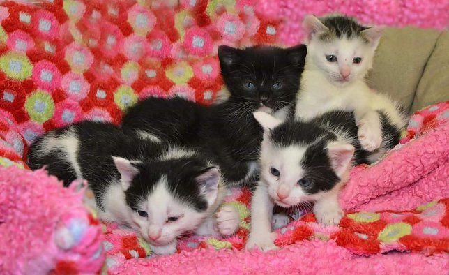 Bild: Die Kitten warten auf ein neues Zuhause