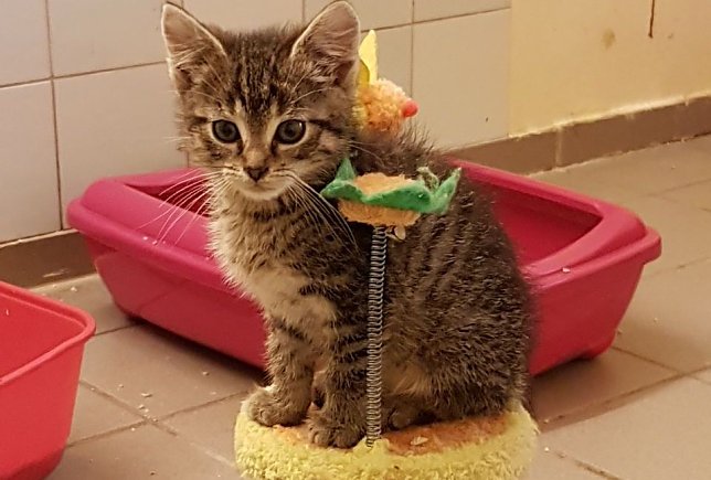 Bild: Katerchen Keks
