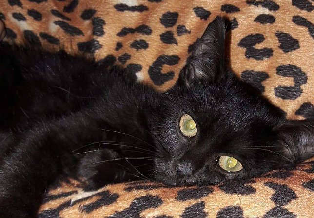 Bild: Hannes