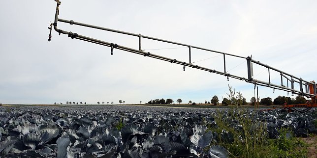 Bild: Beregnung mit D&uuml;senwagen auf den Kohlfeldern der Hainich Konserven GmbH