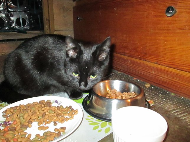 Bild: Katze
