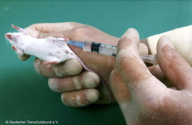 Bild: Tierversuche an M&auml;usen