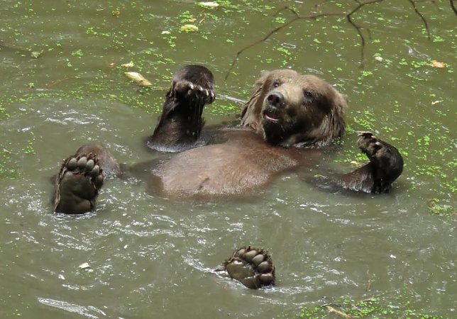 Bild: Pardo badet