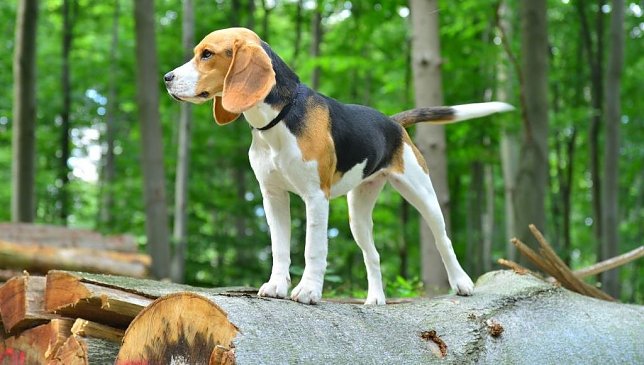 Bild: Beagle