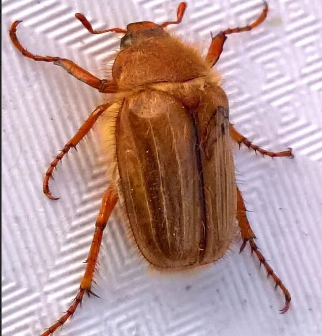 Bild: K&auml;fer