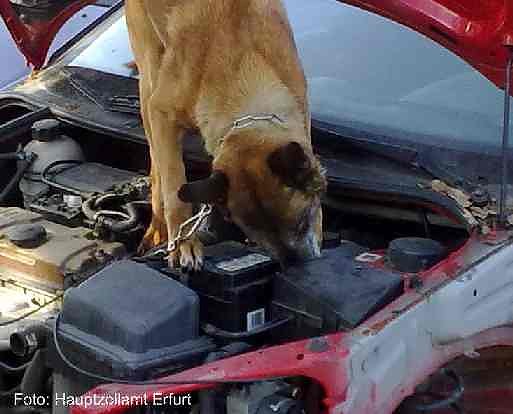 Erschnuppert (Foto: Zoll) Erschnuppert (Foto: Zoll)