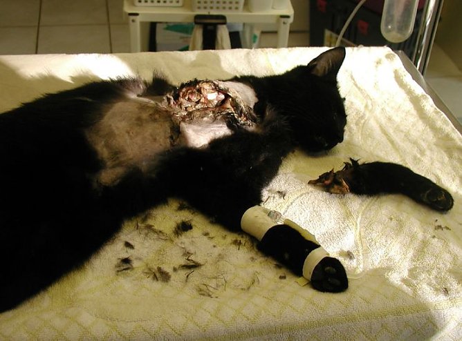 "Erlegte" Katze (Foto: privat) "Erlegte" Katze (Foto: privat)