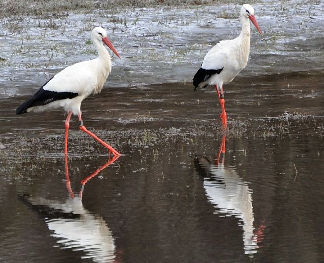 R&uuml;ckkehrer (Foto: Klaus Schmidt)