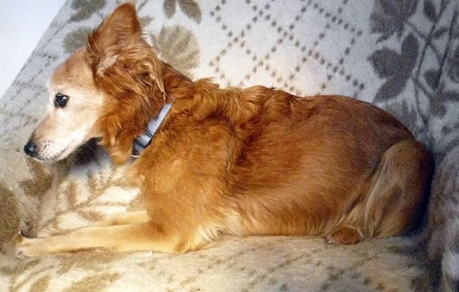 Biggi (Foto: C. Knust) Biggi (Foto: C. Knust)