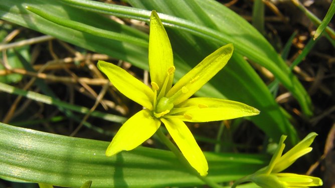 Die Pflanze von nebenan (Foto: B. Schwarzberg) Die Pflanze von nebenan (Foto: B. Schwarzberg)