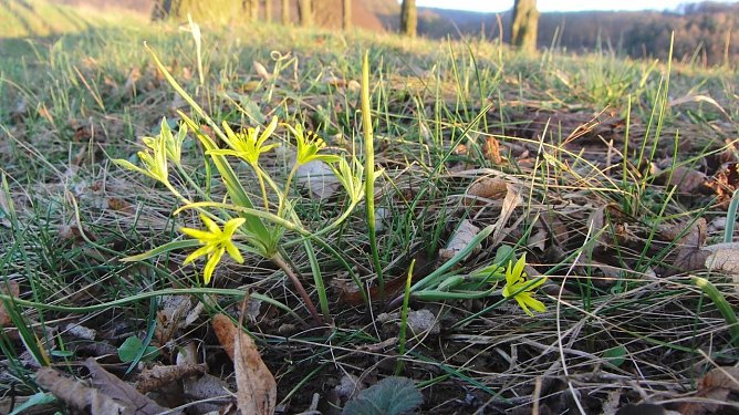 Acker-Goldstern (Foto: B. Schwarzberg) Acker-Goldstern (Foto: B. Schwarzberg)
