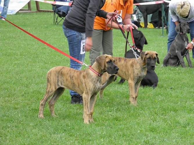 Höhepunkt für Hundefreunde (Foto: Landratsamt Kyffhäuserkreis) Höhepunkt für Hundefreunde (Foto: Landratsamt Kyffhäuserkreis)