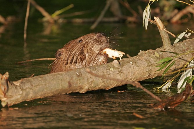 Bei der "Arbeit" (Foto: Nabu/F. Robiller)