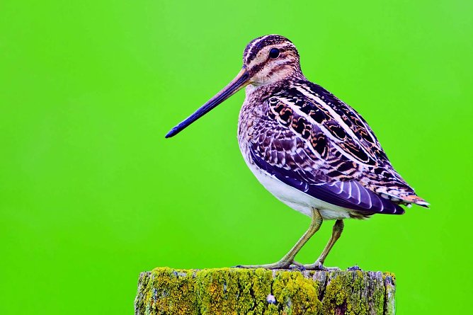 Vom Aussterben bedroht (Foto: NABU Willi Rolfes) Vom Aussterben bedroht (Foto: NABU Willi Rolfes)