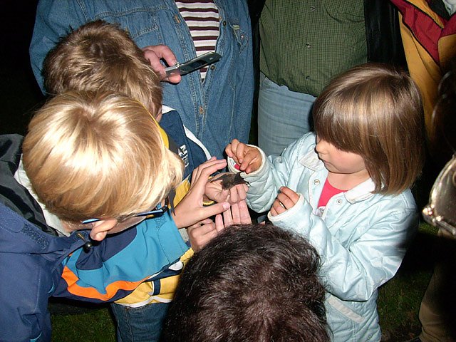 Fledermäuse im Schlosspark Sondershausen (Foto: Karl-Heinz Herrmann) Fledermäuse im Schlosspark Sondershausen (Foto: Karl-Heinz Herrmann)