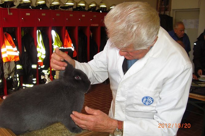 Rassekaninchen (Foto: Erwin Kranert) Rassekaninchen (Foto: Erwin Kranert)