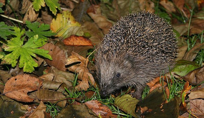Gef&auml;hrdet (Foto: BUND/Thomas Munk)