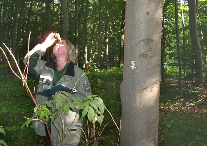 Waldzustandserhebung (Foto: Karl-Heinz Herrmann) Waldzustandserhebung (Foto: Karl-Heinz Herrmann)