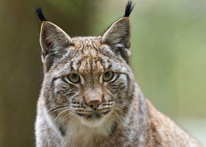 Luchs (Foto: Arne Willenberg)