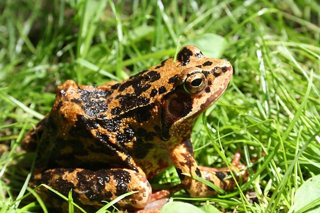 Bunter Frosch (Foto: Arne Willenberg)
