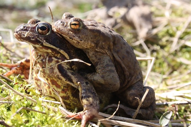 Fehlpaarung (Foto: Arne Willenberg)