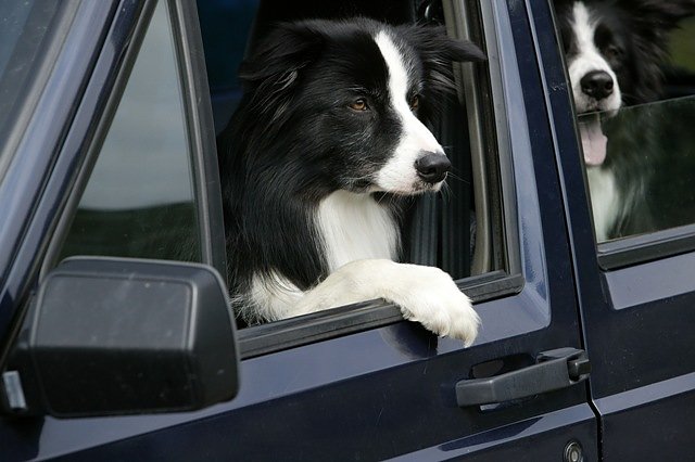 Mit dem Hund in den Urlaub (Foto: Tasso) Mit dem Hund in den Urlaub (Foto: Tasso)