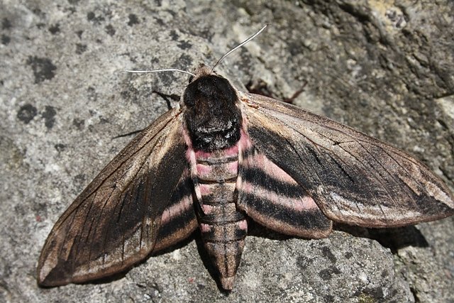 Ligusterschw&auml;rmer (Foto: Arne Willenberg)