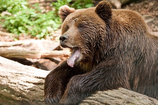 Bärin Laura (Foto: Vera Faupel) Bärin Laura (Foto: Vera Faupel)