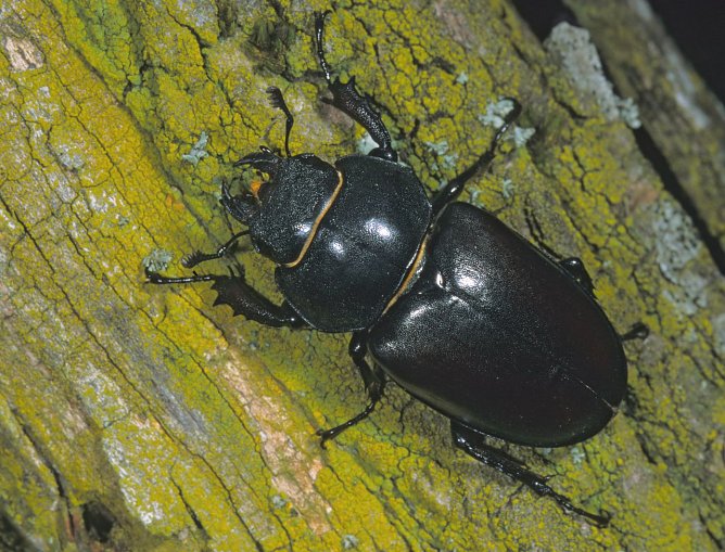 Die Hirschk&auml;ferweibchen sind etwas kleiner als die M&auml;nnchen. Ihre Oberkiefer sind unauff&auml;llig (Foto: NABU)