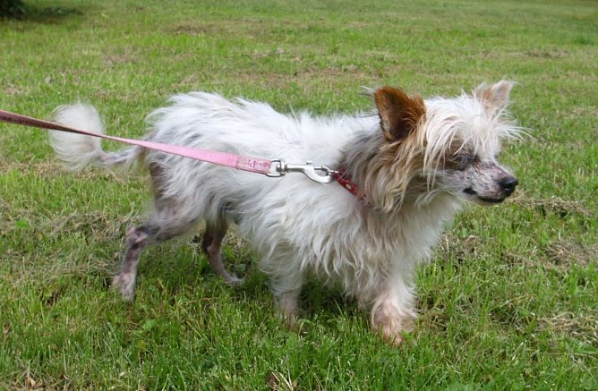 Queeny (Foto: C. Knust)