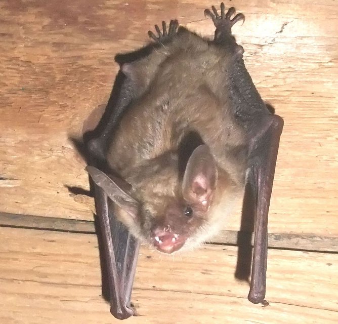 Fledermaus (Foto: Ralf Peiler)