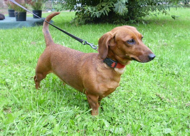 Sunny (Foto: C. Knust) Sunny (Foto: C. Knust)