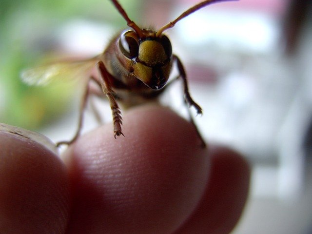 Hornisse (Foto: Rainer Hanke) Hornisse (Foto: Rainer Hanke)