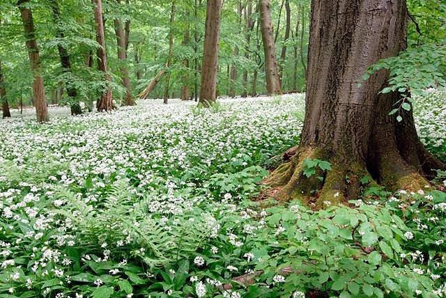Im Forstrevier Mihla (Foto: Uwe M&uuml;ller)