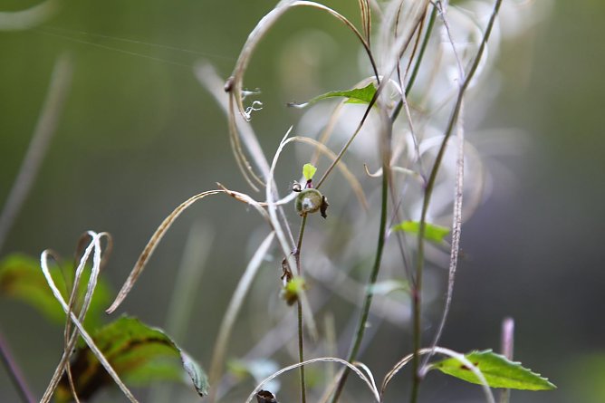Am Braunsteinhaus (Foto: nnz)